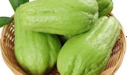 鲜包瓜怎样吃,鲜包瓜的多重美味吃法探索