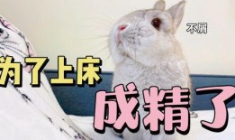 兔子吃夏瓜吗怎么吃,兔子如何享用夏瓜美味