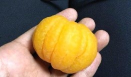 瓠瓜吃要去籽吗,美味与健康的完美结合