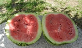 做梦买瓜吃,一梦买瓜，尽享夏日清凉