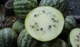 纽子瓜怎么吃,解锁美味新体验