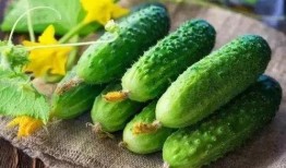 神经吃瓜,揭秘大脑中的“八卦”现象