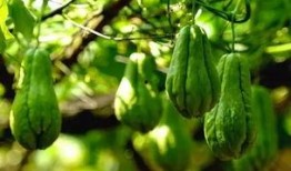 神经吃瓜,揭秘大脑中的“八卦”现象