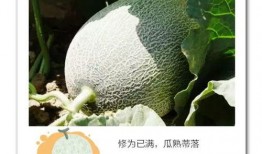 18线吃瓜,吃瓜群众的日常