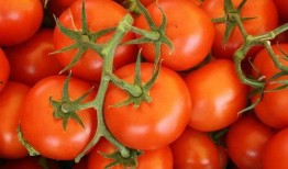 哈密瓜番茄可以一起吃吗,营养搭配的完美组合