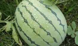 吃西瓜好还是吃籽瓜好,营养与口感的双重较量