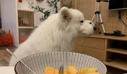 萨摩耶吃瓜图片,萌态十足引网友爆笑