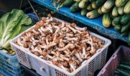 云南在边境吃瓜,边陲瓜果飘香之旅