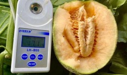 娇柔吃瓜全集,揭秘娱乐圈背后的秘密与真相