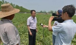 吃洋瓜视频全集,一场味蕾与文化的盛宴