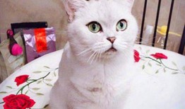 空调房间吃瓜图片,瓜果飘香解暑时光