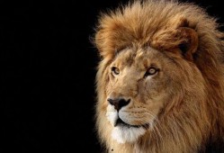 吃麻瓜的狮子,吃麻瓜的狮子传奇