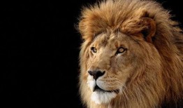 吃麻瓜的狮子,吃麻瓜的狮子传奇