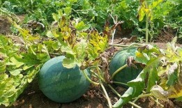 以前吃的瓜是真的吗,那些年我们误信的“瓜”，真相究竟如何？