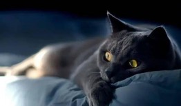 黑猫吃瓜入口,一场意外的味蕾冒险