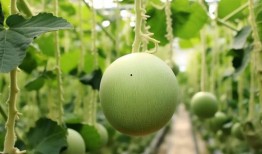 青涩色彩吃瓜,一场青春记忆的甜蜜回味