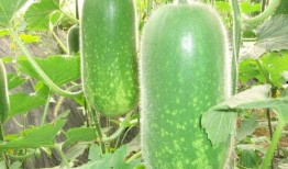 311吃瓜,网络舆论的狂欢与反思