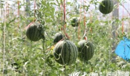 农村节日吃瓜视频,瓜果飘香，共度欢乐农村节日