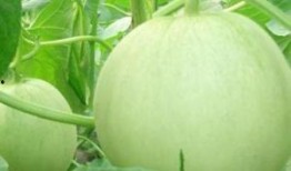 孕妇吃的瓜,营养美味两不误