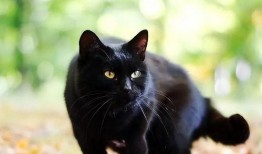 黑猫吃瓜入口,一场意外的味蕾冒险