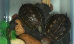 小王八吃瓜,揭秘娱乐圈幕后故事