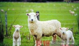 难得小羊吃瓜,揭秘瓜界新宠儿的魅力所在