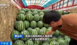 民政局吃瓜666,揭秘背后真相与网络热议