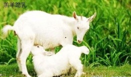 难得小羊吃瓜,揭秘瓜界新宠儿的魅力所在