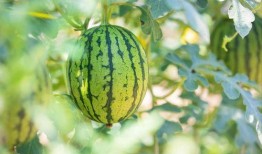 静静在家乡吃瓜