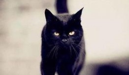 黑猫吃瓜入口,一场意外的味蕾冒险