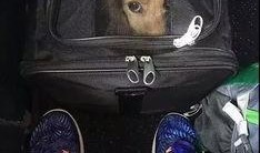 坐飞机吃瓜,飞机上吃瓜的奇妙体验