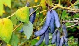 猫屎瓜咋吃,探索美味食用的秘诀