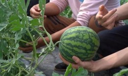 大北头吃瓜视频,揭秘娱乐圈幕后故事