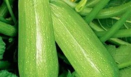 音乐系吃瓜,揭秘校园里的“吃瓜”传奇