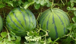 搭瓜可以吃吗,揭秘常见瓜果的食用安全与注意事项