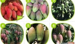 红河吃瓜视频,揭秘当地特色美食与风土人情