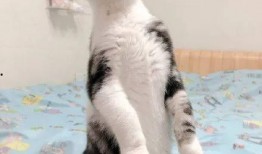 猫咪可以吃贝贝瓜么,揭秘猫咪饮食中的新选择