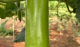 蒲瓜什么季节吃