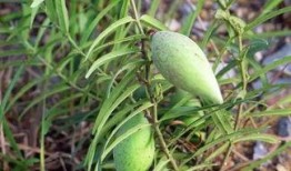 草瓜可吃吗,天然美食还是未知风险？