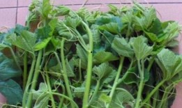 瓜叉苗怎么吃,探索美味食用新方式