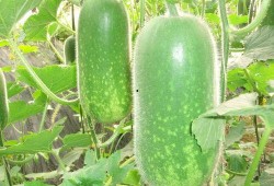 带你吃瓜1659.1w,揭秘1659.1万背后的热点事件