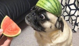 带吃瓜的小号,带吃瓜小号带你领略幕后风云