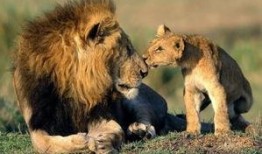 吃麻瓜的狮子,吃麻瓜的狮子传奇