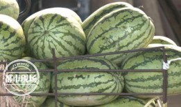 吃瓜啥价,揭秘“吃瓜”背后的价格之谜