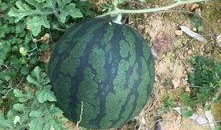 梦见大瓜准备吃,揭秘食欲与愿望的奇妙交织