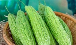 当水果吃的苦瓜叫啥瓜,揭秘当水果吃的苦瓜之美