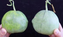 青涩色彩吃瓜,一场青春记忆的甜蜜回味