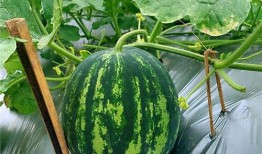 在屋对面吃瓜,邻里共享欢乐时光