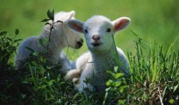 难得小羊吃瓜,揭秘瓜界新宠儿的魅力所在