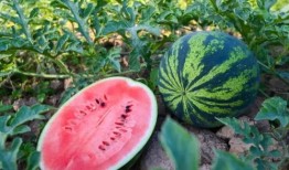 欣兰在线吃瓜,揭秘娱乐圈幕后故事